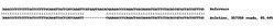Abcam Human ABCC1 (MRP1) knockout A549 cell line