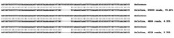 Abcam Human DCP1A knockout HEK-293 cell line