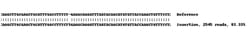 Abcam Human SDHA knockout HEK-293 cell line