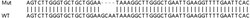 Abcam Human ATF6 knockout HeLa cell line