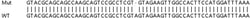 Abcam Human CEBPB (CEBP Beta) knockout HeLa cell line