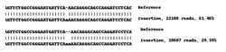 Abcam Human TEAD1 knockout A549 cell lysate.