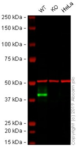 Abcam&nbsp;Human EPCAM knockout A-431 cell lysate.