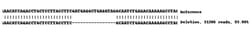Abcam&nbsp;Human VCL (Vinculin) knockout A-431 cell lysate.