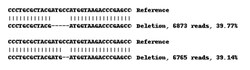 Abcam&nbsp;Human NT5E knockout A-431 cell lysate.