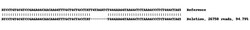 Abcam Human PDHA1 knockout A549 cell lysate.