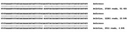 Abcam Human NR3C1 (Glucocorticoid Receptor) knockout A549 cell lysate.