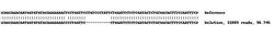 Abcam Human ABCC2 knockout A549 cell lysate.