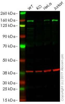 Abcam&nbsp;Human SMARCC1 (BAF155) knockout HEK-293 cell lysate.