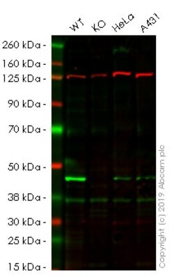 Abcam&nbsp;Human PHF6 (PHD finger protein 6) knockout HEK-293 cell lysate.