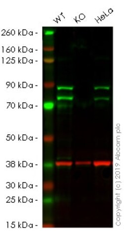 Abcam&nbsp;Human DDX17 knockout HEK-293 cell lysate.