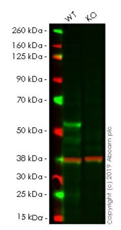 Abcam Human GATA2 knockout HEK-293 cell lysate.