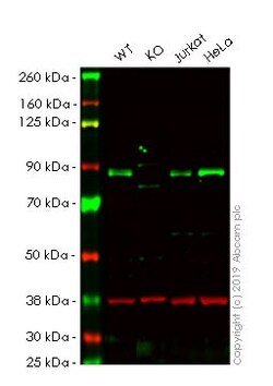 Abcam&nbsp;Human MFN2 (Mitofusin 2) knockout HEK-293 cell lysate.