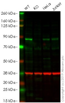Abcam&nbsp;Human FOXO3 (FOXO3A) knockout HEK-293 cell lysate.