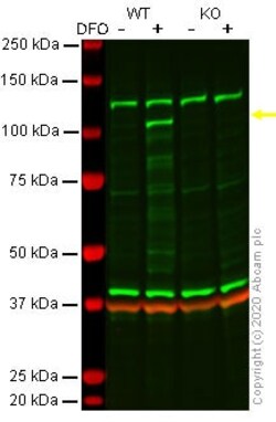 Abcam&nbsp;Human EPAS1 (HIF-2-alpha) knockout A549 cell lysate.