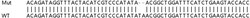 Abcam&nbsp;Human ZFYVE16 (Endofin) knockout HCT116 cell lysate.