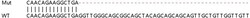 Abcam&nbsp;Human ZFR knockout HEK-293T cell lysate.