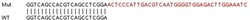 Abcam&nbsp;Human ZDHHC7 knockout HeLa cell lysate.
