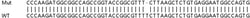 Abcam&nbsp;Human UQCC2 (MNF1) knockout HEK-293T cell lysate.