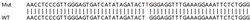 Abcam&nbsp;Human UBE2J2 knockout HEK-293T cell lysate.