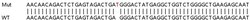 Abcam&nbsp;Human TRIM38 knockout A549 cell lysate.