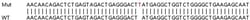 Abcam&nbsp;Human TRIM38 knockout A549 cell lysate.