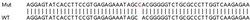 Abcam&nbsp;Human TRANK1 knockout A549 cell lysate.