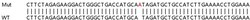 Abcam&nbsp;Human TMEM126B knockout HEK-293T cell lysate.