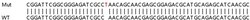 Abcam&nbsp;Human TFAP4 knockout HeLa cell lysate.