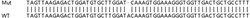 Abcam&nbsp;Human STAM (STAM1) knockout HEK-293T cell lysate.