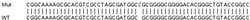 Abcam&nbsp;Human SPCS1 knockout HEK-293T cell lysate.