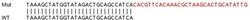 Abcam&nbsp;Human SLC35A1 knockout HeLa cell lysate.