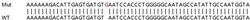 Abcam&nbsp;Human SLC25A28 knockout A549 cell lysate.