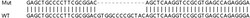Abcam&nbsp;Human SIVA1 (SIVA) knockout HEK-293T cell lysate.