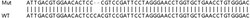 Abcam&nbsp;Human RRAGA (Rag A) knockout HEK-293T cell lysate.