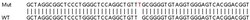Abcam&nbsp;Human REXO2 knockout HEK-293T cell lysate.