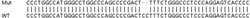 Abcam&nbsp;Human REPIN1 (AP4) knockout HEK-293T cell lysate.