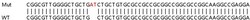 Abcam&nbsp;Human RCN2 knockout HEK-293T cell lysate.