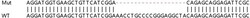 Abcam&nbsp;Human RBM4 knockout HEK-293T cell lysate.