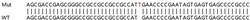 Abcam&nbsp;Human RAB1B knockout HEK-293T cell lysate.