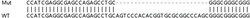 Abcam&nbsp;Human PXK knockout HEK-293T cell lysate.