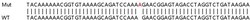 Abcam&nbsp;Human PRPF4B knockout HEK-293T cell lysate.