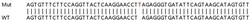 Abcam&nbsp;Human POMK knockout HEK-293T cell lysate.