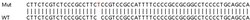 Abcam Human PCNP knockout HEK-293T cell lysate.
