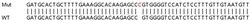 Abcam&nbsp;Human PARP12 knockout A549 cell lysate.