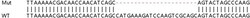 Abcam&nbsp;Human PAIP2 knockout HEK-293T cell lysate.