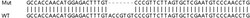 Abcam&nbsp;Human OSTC knockout HEK-293T cell lysate.