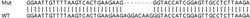 Abcam&nbsp;Human OAS2 knockout A549 cell lysate.