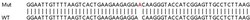 Abcam&nbsp;Human OAS2 knockout A549 cell lysate.