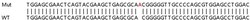 Abcam Human OAS1 knockout A549 cell lysate.